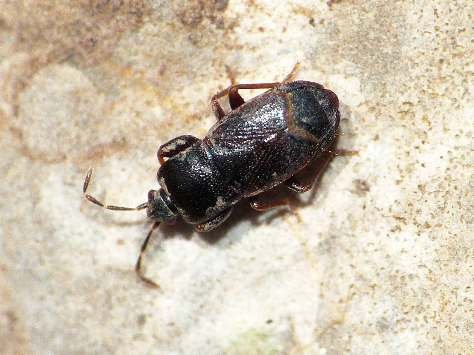 Lygaeidae: Plinthisus cf coracinus - Tolfa (RM)